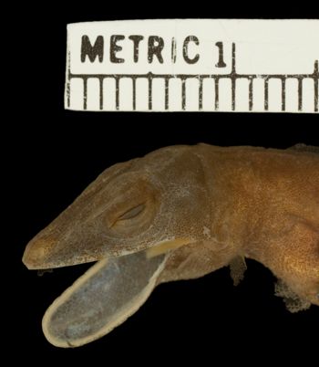 Media type: image;   Herpetology R-129776
